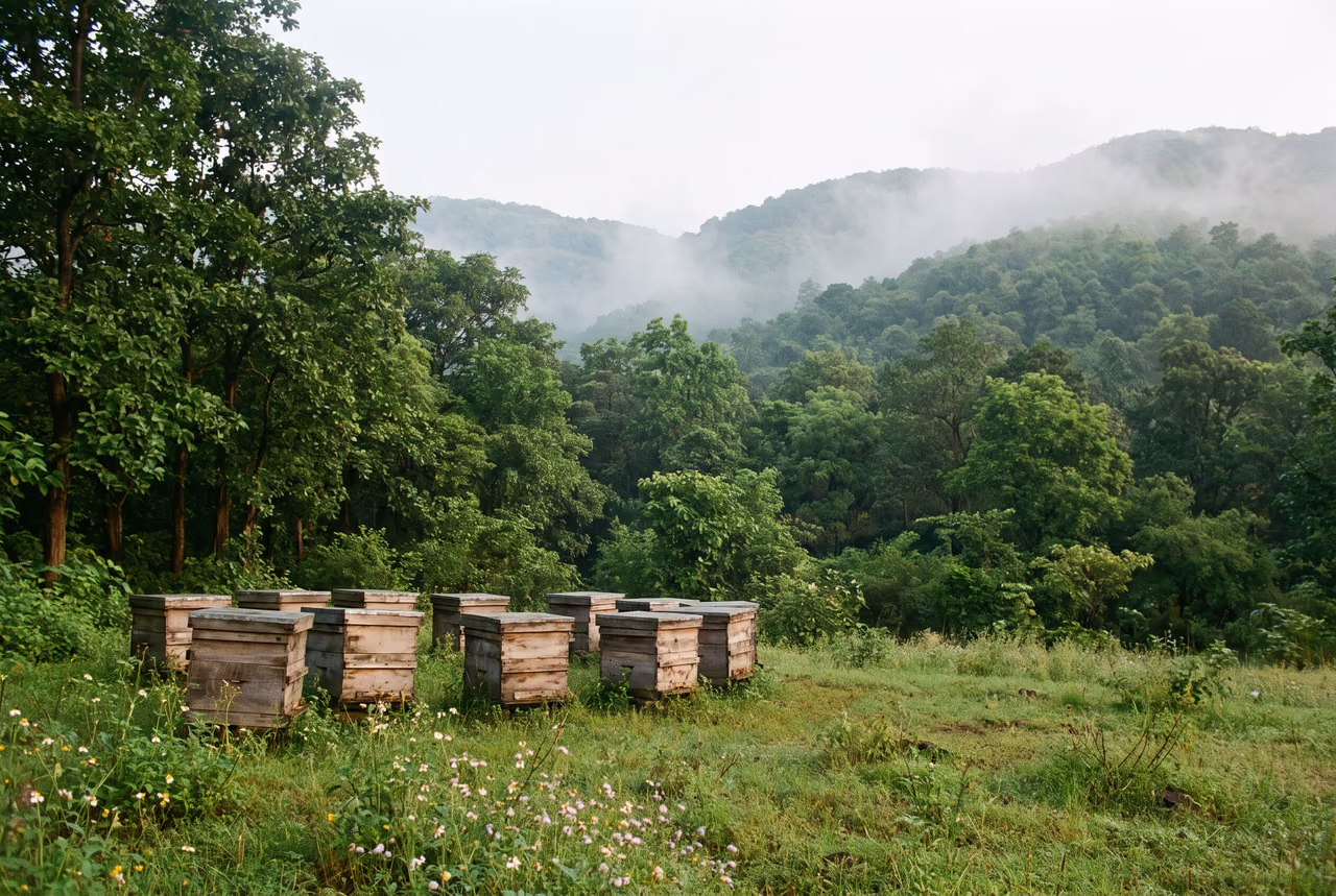 Bee boxes at the edge of a forested hillside