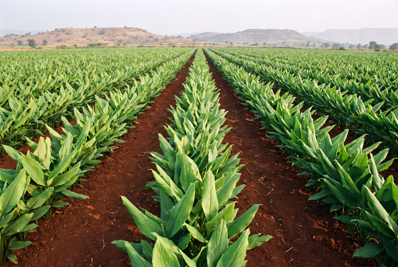 Rows of turmeric plants in a field