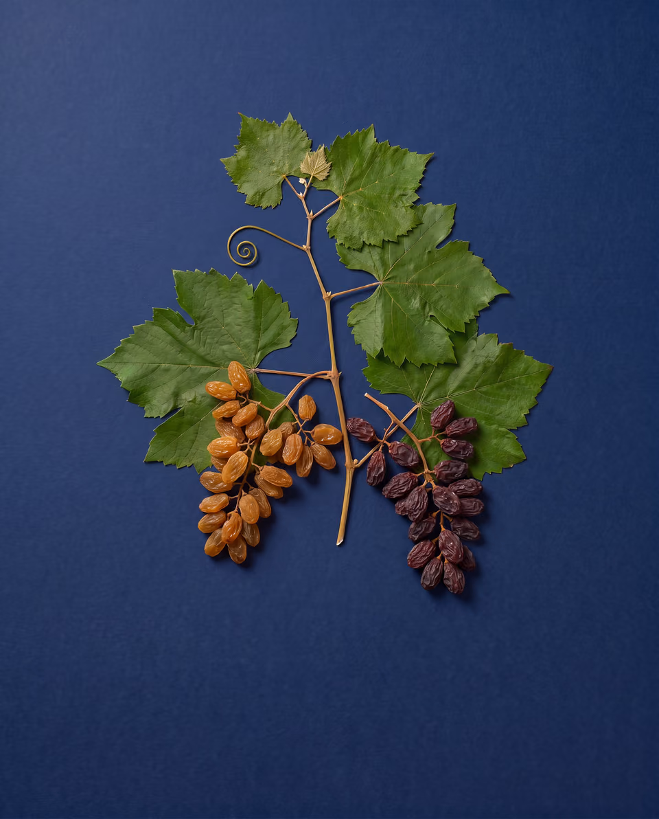 Grape vine sprig with golden and dark raisins