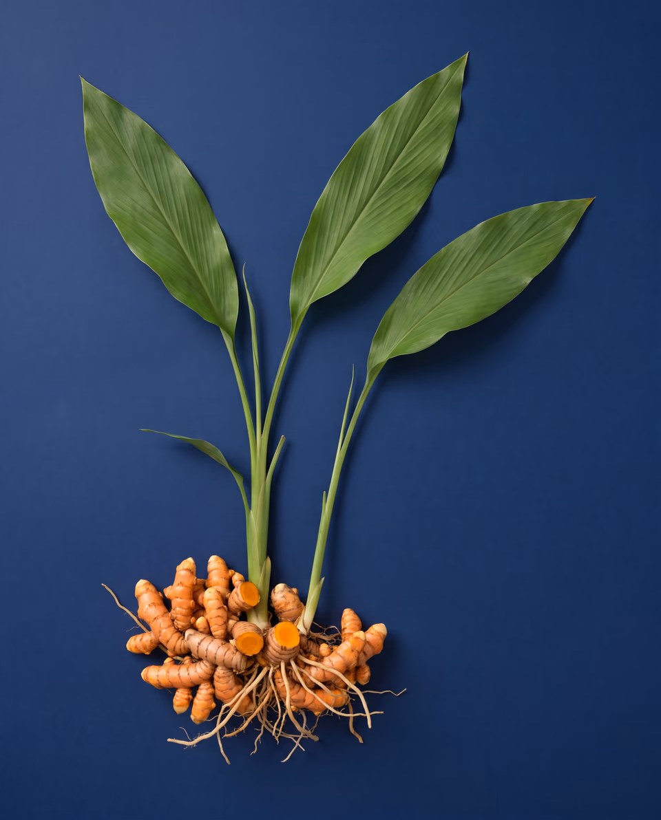 Turmeric plant with green leaves and orange-gold rhizomes